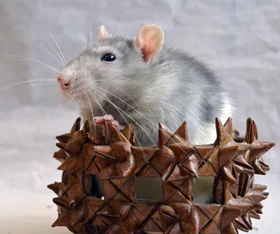 Портрет крысы в черной шляпе Санта Новый Год в год крысы Стоковое Фото -  изображение насчитывающей шкала, любимчик: 166853488
