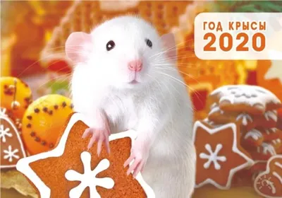 Год Белой Металлической Крысы: как встретить и что дарить на Новый год –  2020