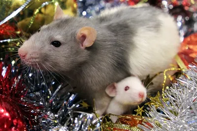 Крыса - это не игрушка / Новый Год :: помощь :: праздник :: крыса ::  домашние животные :: животные / смешные картинки и другие приколы: комиксы,  гиф анимация, видео, лучший интеллектуальный юмор.