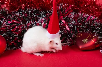 Крысы порода русский рекс дамбо .отличный подарок на Новый год