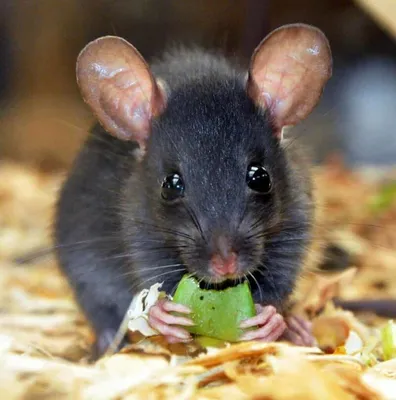 Стоит ли в год Крысы заводить декоративную крысу? | Домашняя фауна | Дзен