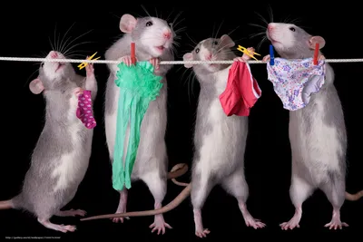 эти крысы дерутся, чтобы выяснить, кто из них главная крыса, но они не  знают, что главная крыса — это ты. | ВКонтакте