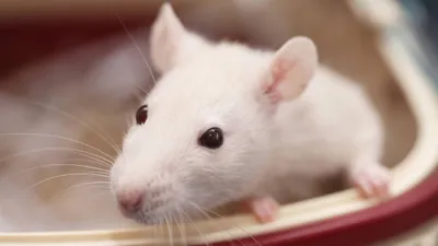 Черная крыса и интересные факты о ней (6 фото + 1 видео) » Невседома