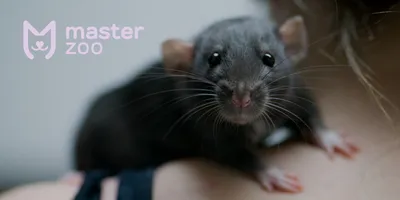 Симпатичная смешная крыса в клетке у себя дома :: Стоковая фотография ::  Pixel-Shot Studio