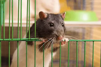 Крысы в клетке стоковое изображение. изображение насчитывающей померанцово  - 201986353