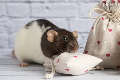 Что делать если в квартире завелась крыса? Куда обращаться и какие  предпринимать меры.