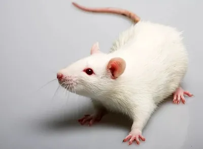 Гамбийская хомяковая крыса — Википедия