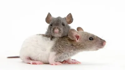 Ученый объяснил нашествие «чумных» крыс в Австралии. В чем его причина |  РБК Life