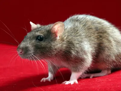 Крысы в огороде: 3 проверенных способа борьбы