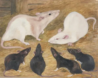 Крысы могут распознавать туберкулез и рак по запаху - Life4me+