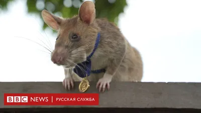 Ведут себя агрессивно». Петербуржцы жалуются на нашествие крыс |  происшествия | АиФ Санкт-Петербург