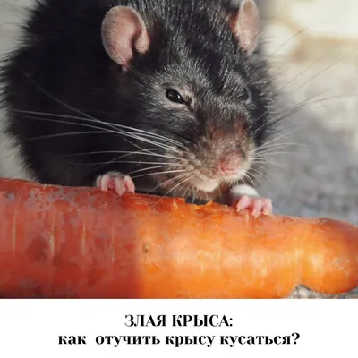 Почему в Красноярске много крыс, как бороться с крысами - 23 июня 2023 -  НГС24