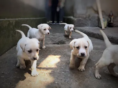 Плюшевые Щенки Лабрадора палевого окраса 1 месяц Labrador puppies fawn  color. | Dog breeds Породы собак | Дзен