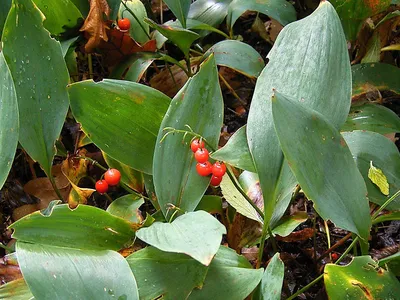 Ландыш майский (Convallaria majalis)