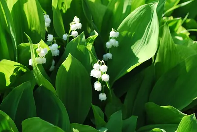 Ландыш майский \"Бордо\" (Convallaria majalis 'Bordeaux') - Прочие -  Многолетники - Каталог - Eko-sad.ru