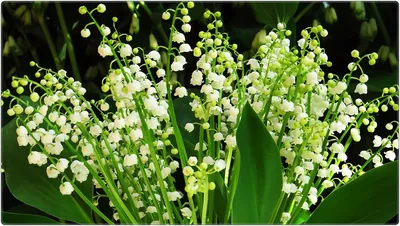 Ландыш майский (Convallaria majаlis) СЕМЕНА 5 шт + подарок | AliExpress