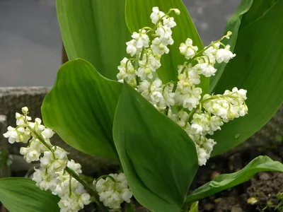 Ландыш майский - Ландыш - GardenPlants