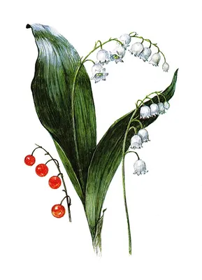 Ландыш майский 'Rosea' (Convallaria majalis 'Rosea')