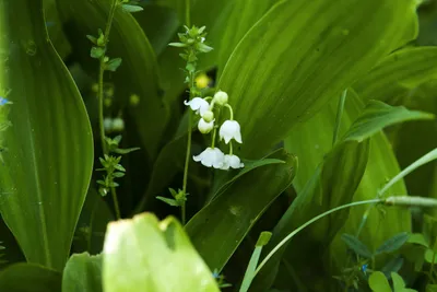 Ландыш майский махровый Prolificans - Ландыш - GardenPlants