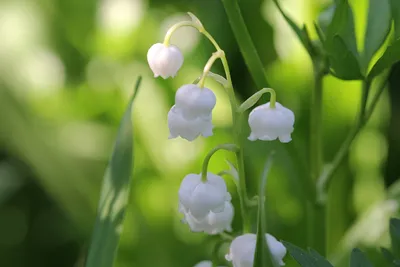 Ландыш майский, трава 50гр Качество трав (Convallaria majalis L.) |  Интернет-магазин \"Сила природы\"