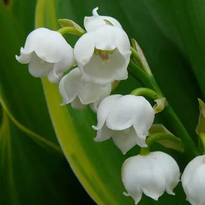 Фотокаталог растений: Ландыш майский (Convallaria majalis)