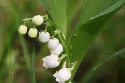 НЕКОТОРЫЕ ОСОБЕННОСТИ ГЕНЕРАТИВНОГО РАЗМНОЖЕНИЯ ЛАНДЫША МАЙСКОГО  (CONVALLARIA MAJALIS L.) – тема научной статьи по сельскому хозяйству,  лесному хозяйству, рыбному хозяйству читайте бесплатно текст  научно-исследовательской работы в электронной ...