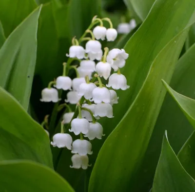 Ландыш майский (Convallaria majalis)