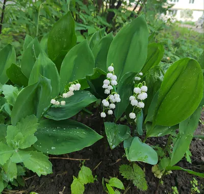 Eco_Farm_Valentina - Вот такие красивые ландыши у нас в лесу  цветут🌿🌿🌼🌿🌿🌱🌱🌼🍃🍃🍃🌼 Ландыш – это лекарственное растение,  полезные свойства которого известны с древних времен. В качестве  лекарственного сырья используются все надземные части ...