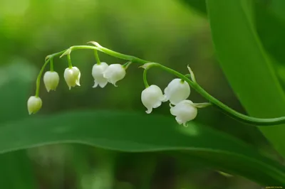 ландыши в нашем лесу | Plants, Garden