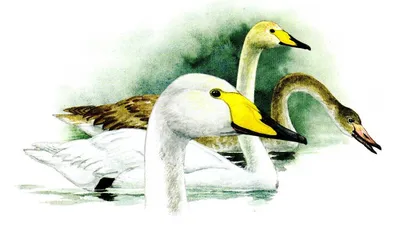 Лебеди (основные отличия): шипун, кликун и малый | Siberian Birds Guide |  Дзен