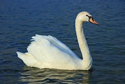 Лебеди (основные отличия): шипун, кликун и малый | Siberian Birds Guide |  Дзен