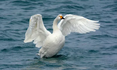 Лебедь-кликун, Cygnus cygnus, Whooper Swan | Москва, Царицын… | Oleg  Nabrovenkov | Flickr