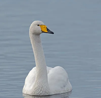 Лебедь Кликун Птицы - Бесплатное фото на Pixabay - Pixabay