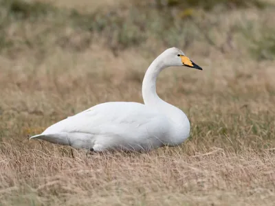 Лебедь-кликун - eBird