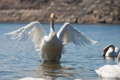 Лебеди (основные отличия): шипун, кликун и малый | Siberian Birds Guide |  Дзен