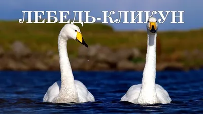 Лебедь-кликун — Cygnus cygnus / Статьи / Птицы Европы
