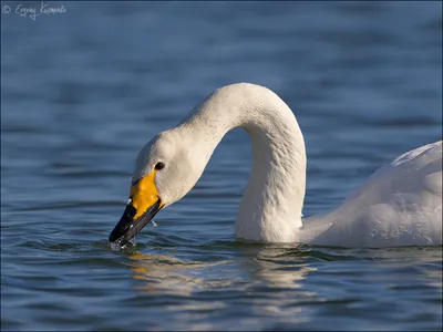 Лебедь-кликун | Животный мир и природа Красноярского края