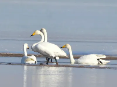 Лебедь-кликун | Лебеди в Охотском 2014 ( Все альбомы ) | Фотографии природы  и птиц Сахалина