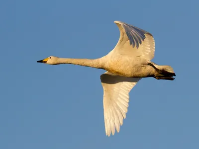 Лебедь-кликун - eBird