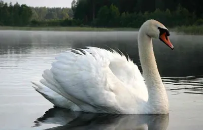 ФотоБлог Торгачкин Игорь Петрович © Igor Torgachkin: Лебедь-кликун,  первогодок / Cygnus cygnus / March 6, 2014