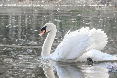 Фотообои «Пара белых лебедей на воде»