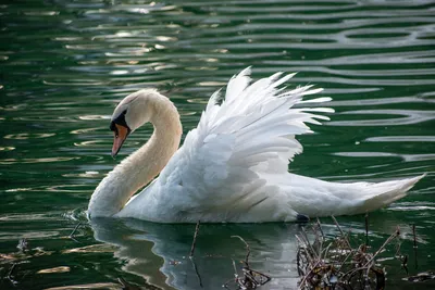 Лебедь на воде (52 фото) - 52 фото
