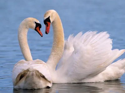 Живопись по номерам Пара лебедей на воде Птицы Любовь Романтика Черная