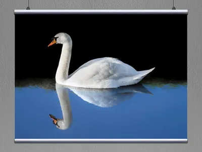 Лебедь на воде рисунок - 72 фото