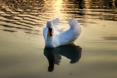 Лебедь на воде - 66 фото
