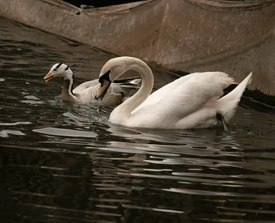 Фотографии лебедь Двое воде животное