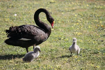 Новость: У пары черных лебедей в сочинском парке появились птенцы