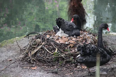 В Ивановском зоопарке самка черного лебедя высидела гусиные яйца и теперь  ухаживает за птенцами