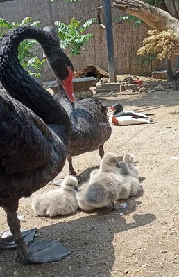 В Виннице вылупилось 4 птенцов черного лебедя: чем удивляют эти птицы –  очень милое видео - Новости Винницы - Pets