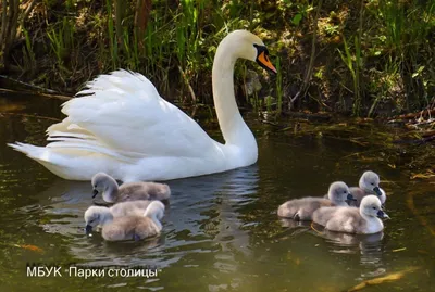 Пара лебедей с птенцами вызвала аншлаг в Гагаринском парке Симферополя -  Радио Крым
